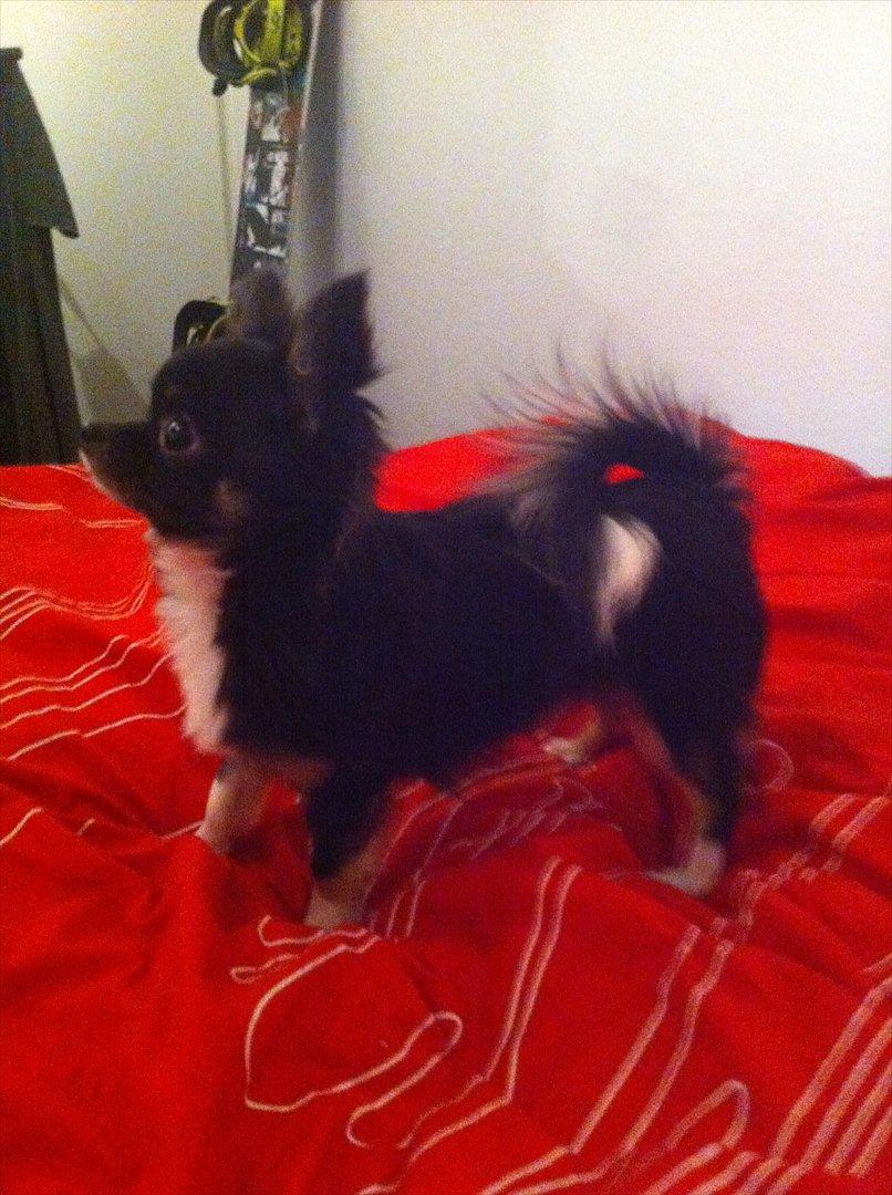 Chihuahua Pixie (Himmelhund) <3 - Smuk ik'?  billede 15