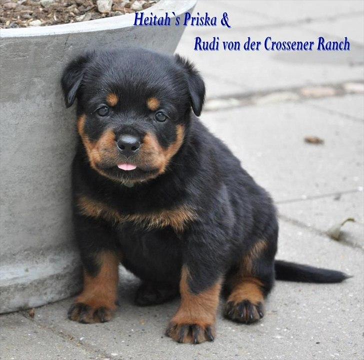 Rottweiler Heitah's Zohan (Coco) - 4 uger gammel og allerede fræk (:  billede 2