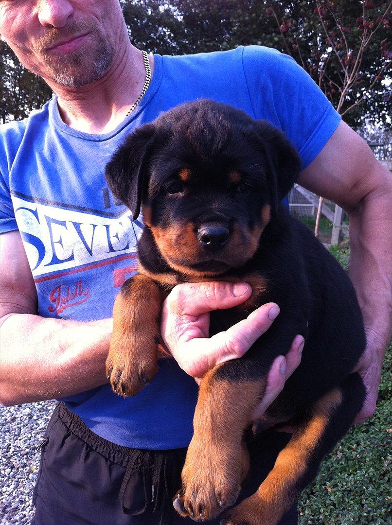 Rottweiler Heitah's Zohan (Coco) - 7 uger gammel - hos opdrætteren :)  billede 3