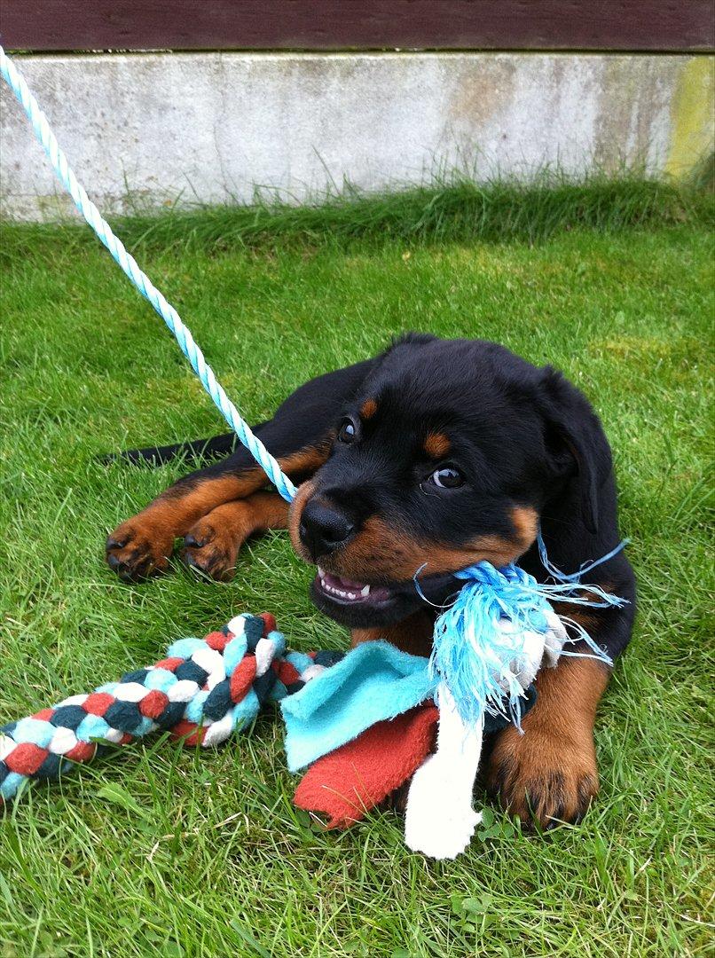 Rottweiler Heitah's Zohan (Coco) - 9 uger gammel :)  billede 7