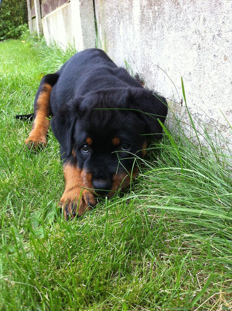 Rottweiler Heitah's Zohan (Coco) billede 4