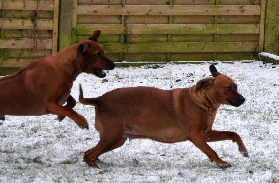 Rhodesian ridgeback Alika - UUUUUUUUUUUHHH, Nu fanger han mig snart.... billede 4