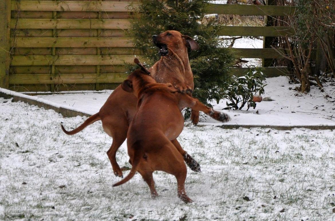 Rhodesian ridgeback Alika - For sjov dog fight billede 5