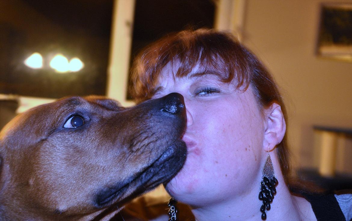 Rhodesian ridgeback Alika billede 10