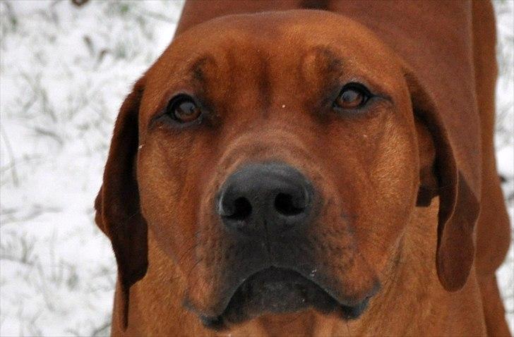 Rhodesian ridgeback Zikomo billede 10