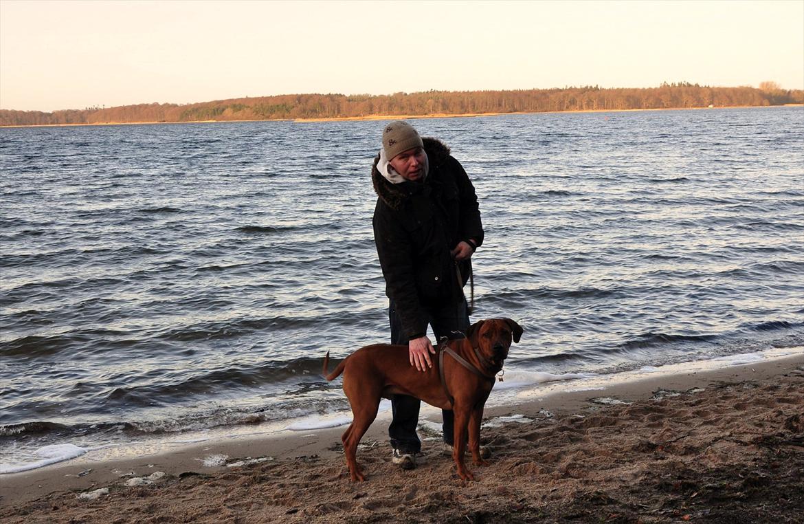 Rhodesian ridgeback Zikomo billede 2
