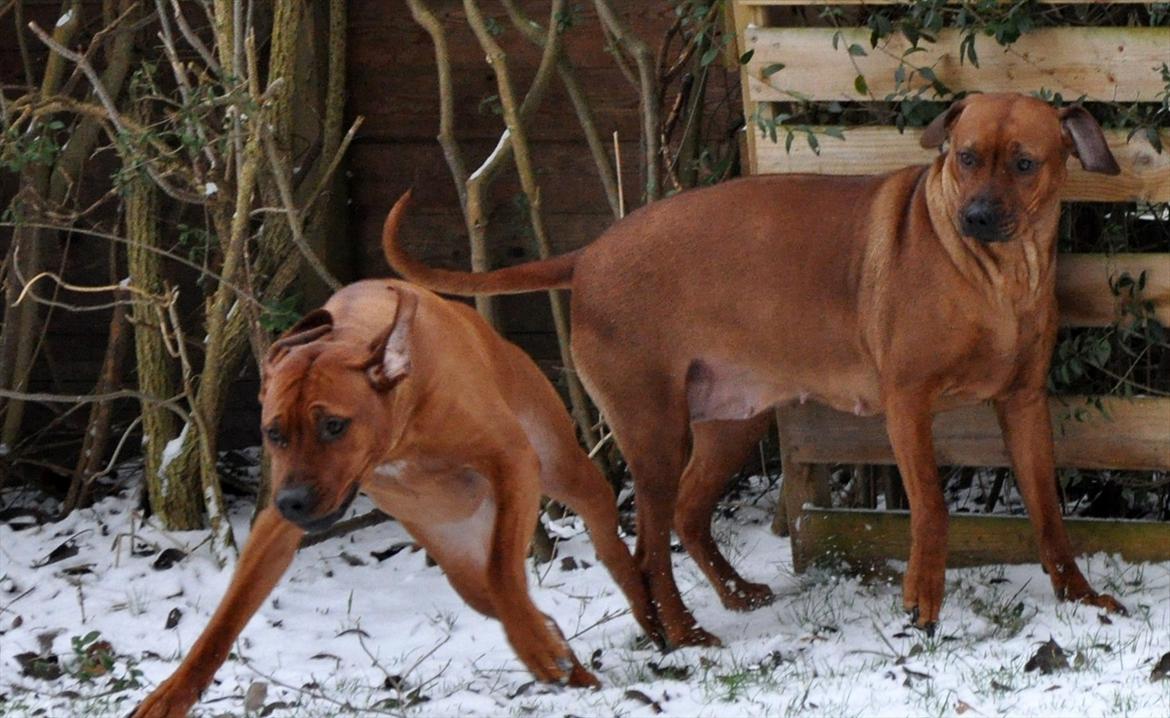 Rhodesian ridgeback Zikomo billede 4