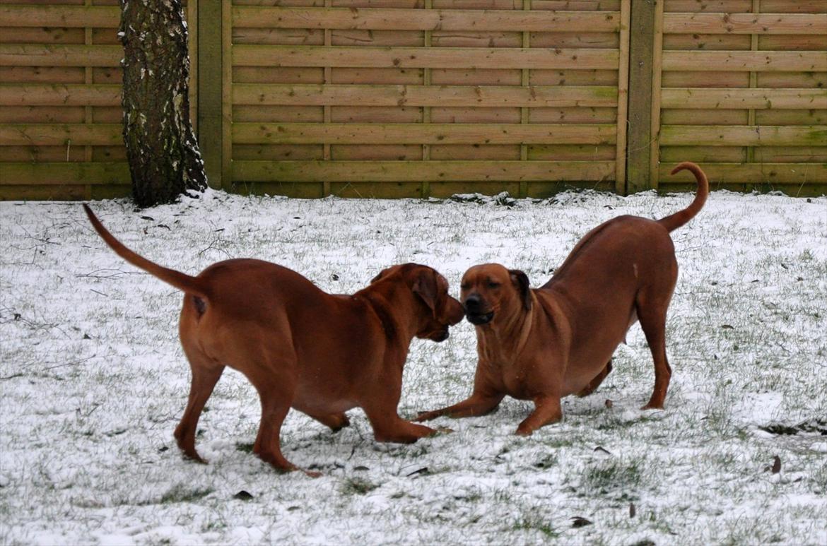 Rhodesian ridgeback Zikomo billede 3