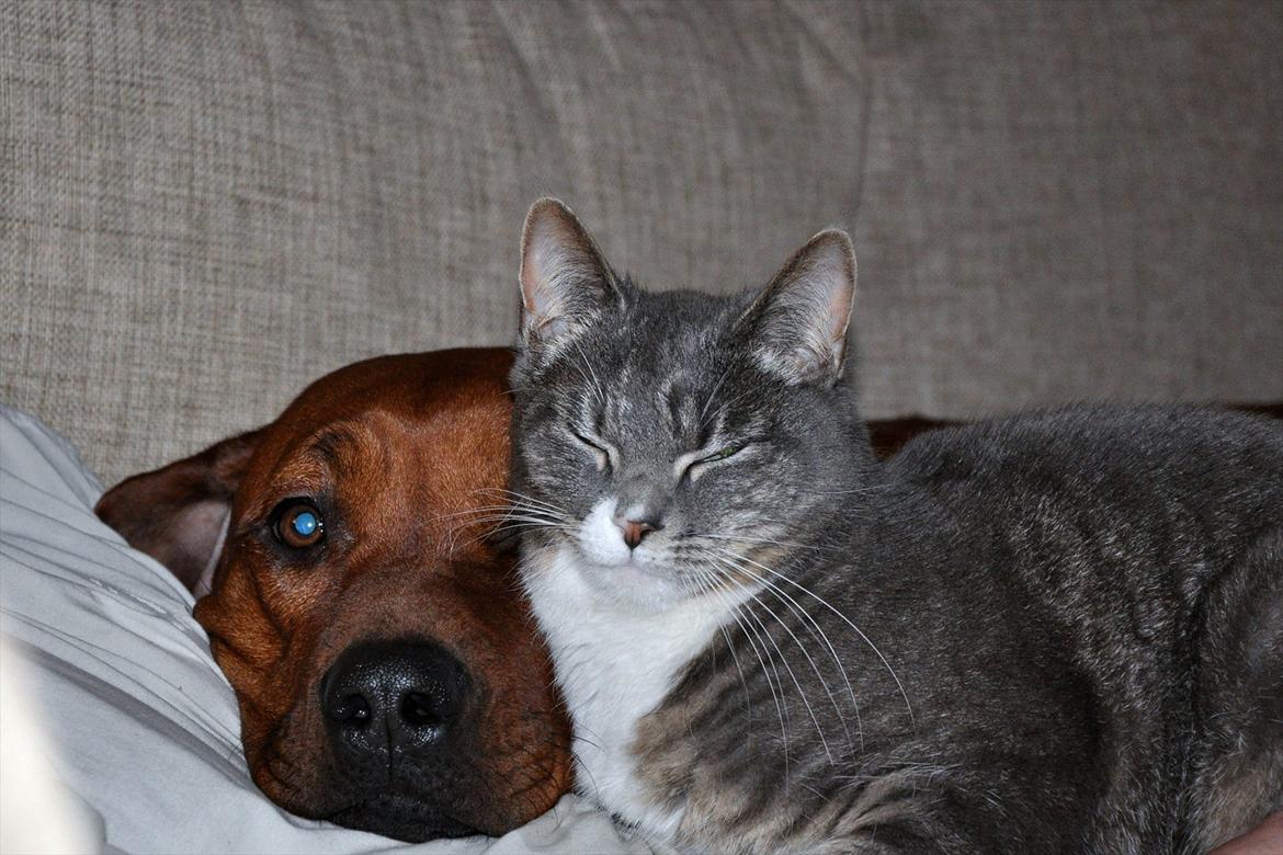 Rhodesian ridgeback Zikomo billede 9