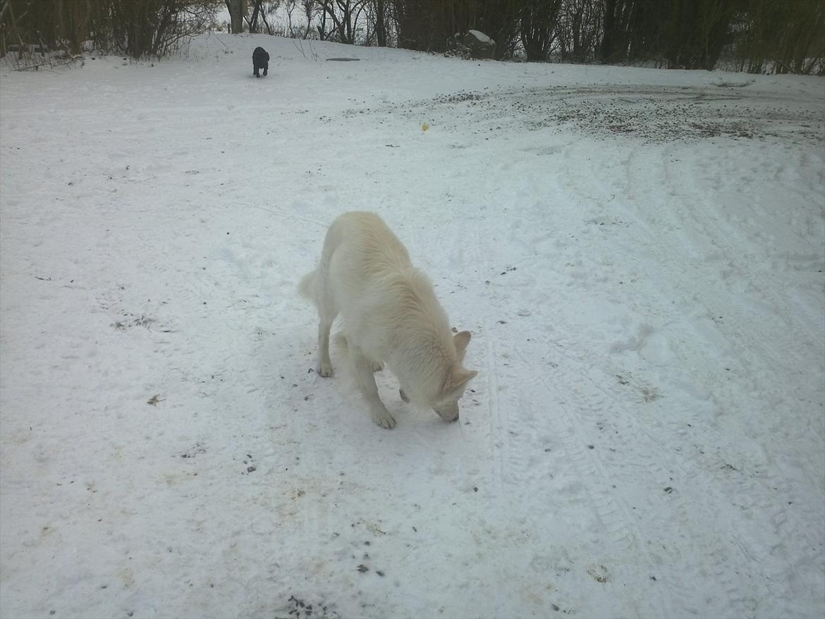 Hvid schæfer mille - sne!!! jeg elsker det<3 billede 9