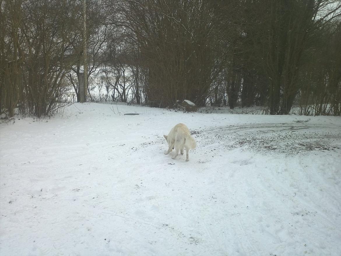 Hvid schæfer mille - er der mon flere godbidder heromkring.. du gemmer dem bare godt far..:-) billede 10