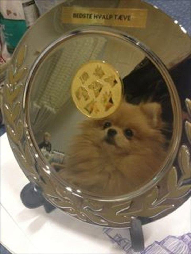 Pomeranian Malekits Lily Lola - Lily's første udstilling i strib d.28 januar. Lily vandt : 1. præmie , SL og bedste hvalp. ;)! billede 19