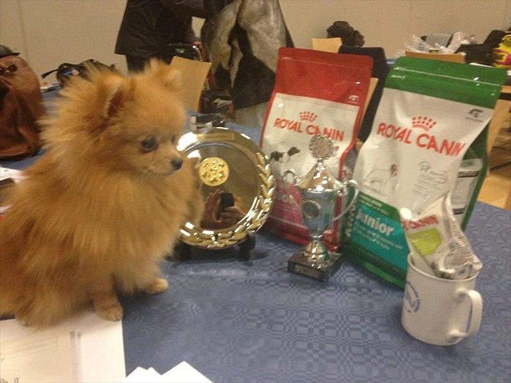 Pomeranian Malekits Lily Lola - Lily's første udstilling i strib d.28 januar. Lily vandt : 1. præmie , SL og bedste hvalp. ;)! billede 20