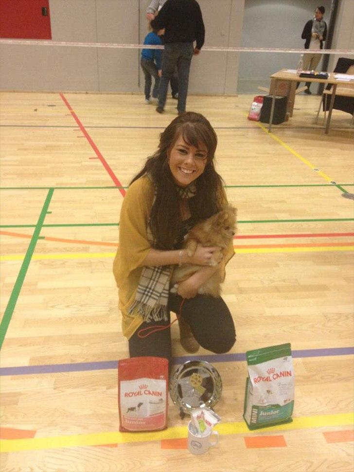 Pomeranian Malekits Lily Lola - Lily's første udstilling i strib d.28 januar. Lily vandt : 1. præmie , SL og bedste hvalp. ;)! billede 21