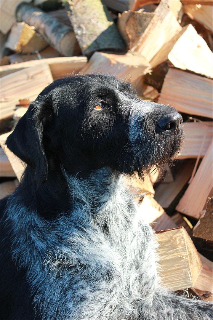 Ruhåret hønsehund / Labrador - Bobby billede 18