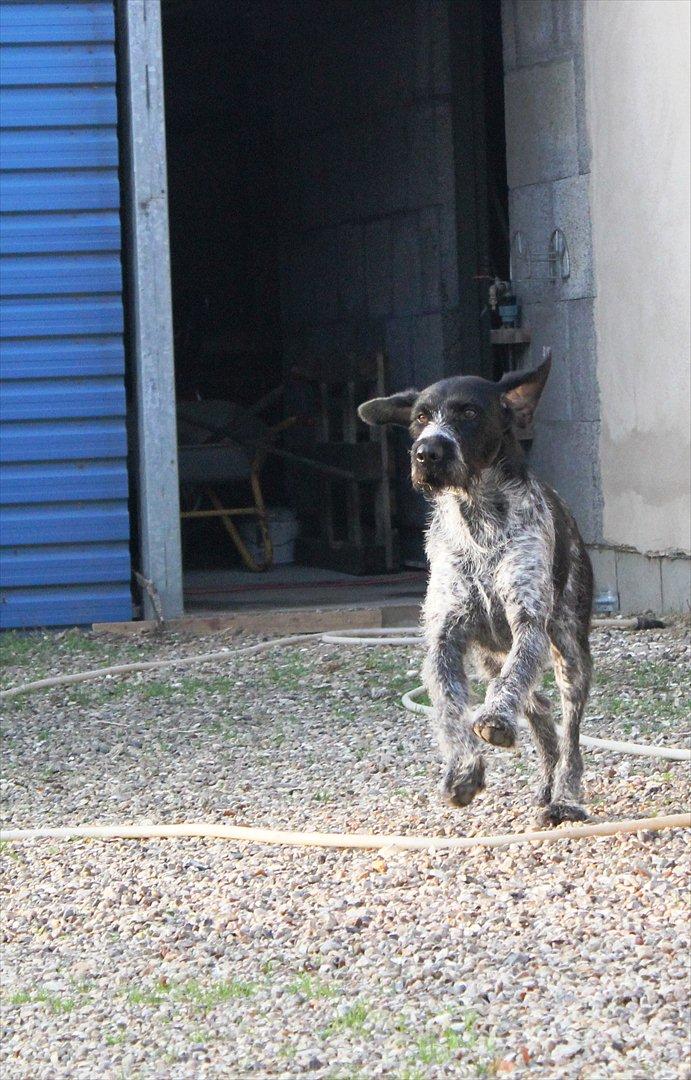 Ruhåret hønsehund / Labrador - Bobby billede 11