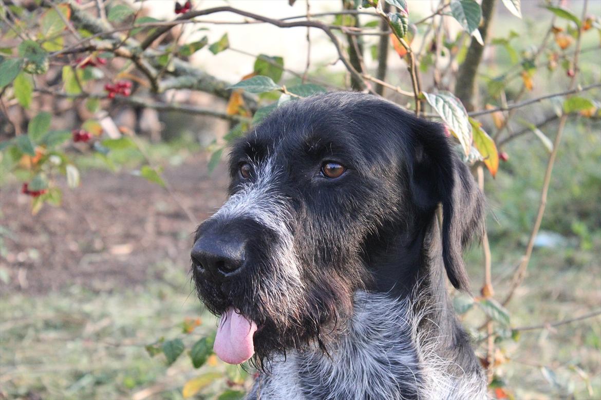 Ruhåret hønsehund / Labrador - Bobby billede 19