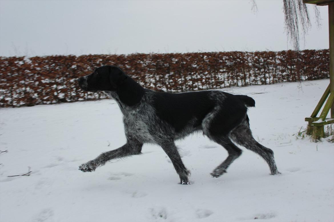 Ruhåret hønsehund / Labrador - Bobby billede 20