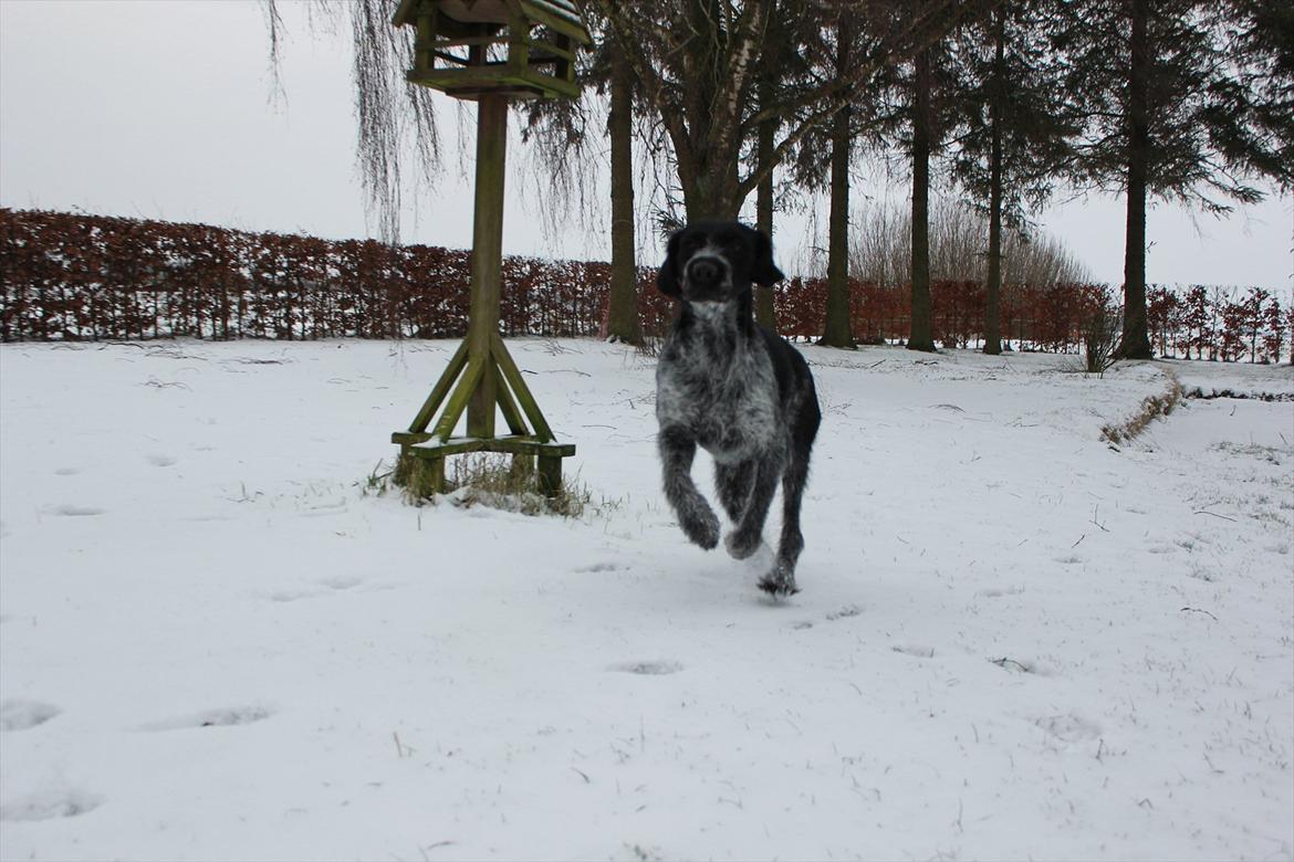 Ruhåret hønsehund / Labrador - Bobby billede 8