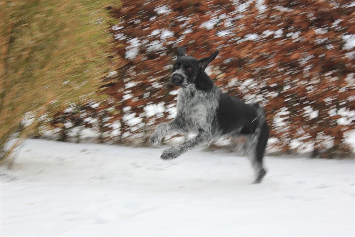 Ruhåret hønsehund / Labrador - Bobby billede 4