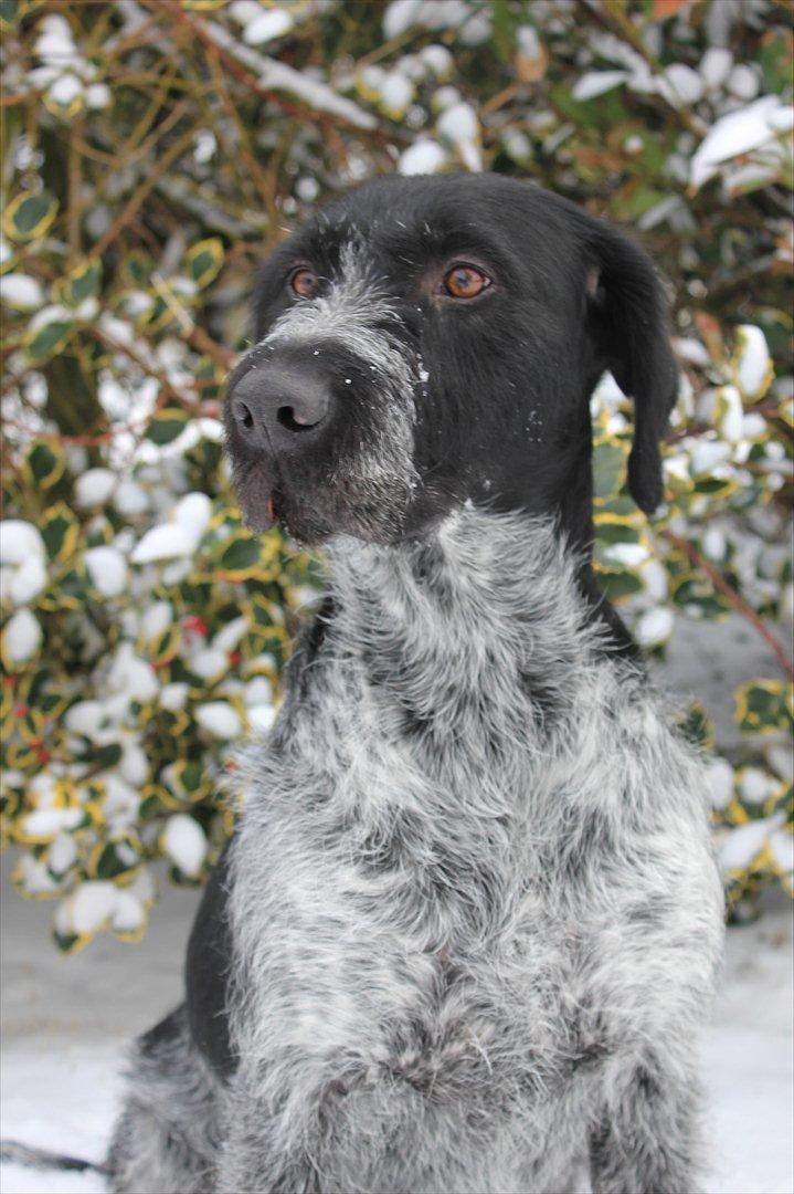 Ruhåret hønsehund / Labrador - Bobby - Velkommen til Bobbys profil <3 Foto - Anna Schmidt Bigum
 billede 1