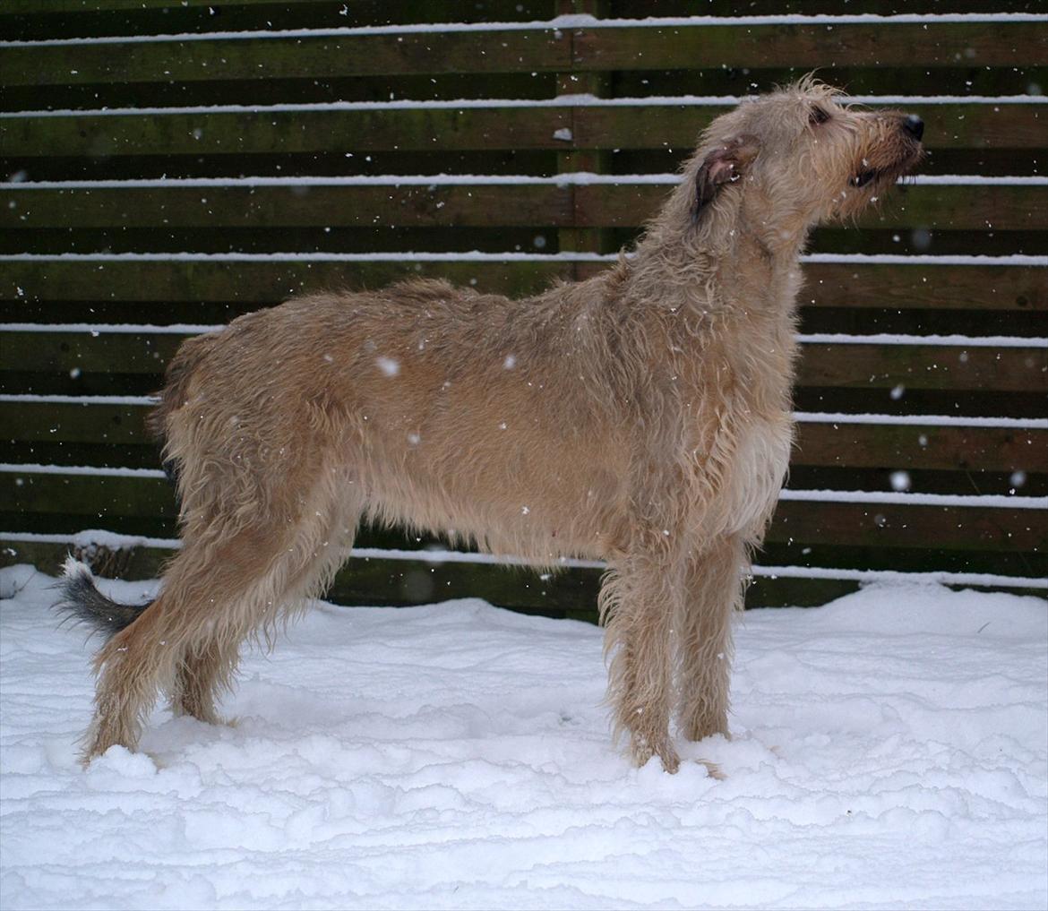 Irsk ulvehund Anouk - 2 år og 9 måneder billede 16