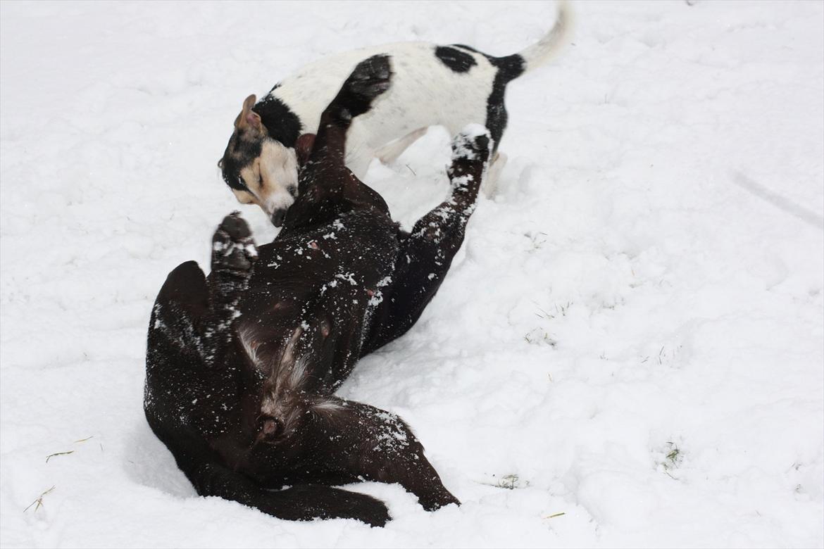 Labrador retriever Nuca - Hold da op hvor er My stærk! :)
Januar 2012 billede 18