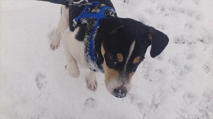 Dansk svensk gaardhund Micki billede 17