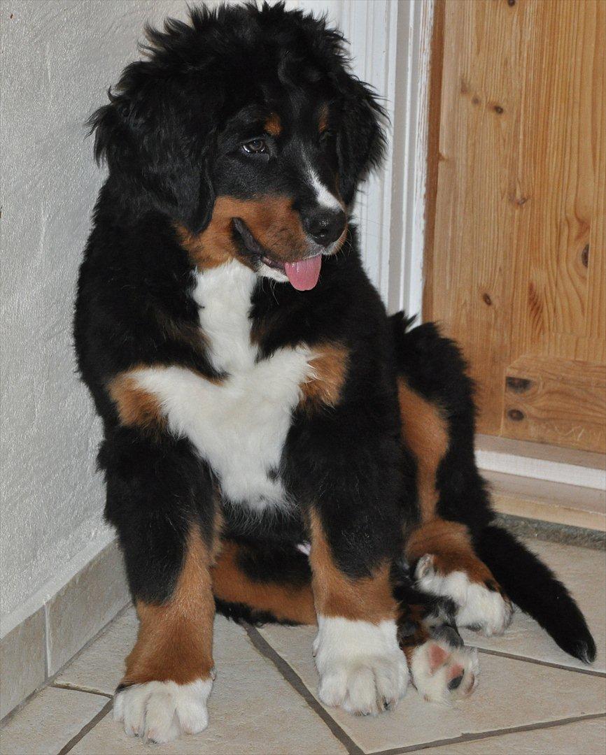 Berner sennenhund Bernerflokken Basil - Min store dejlige dreng, 14½ uger gammel. :-) billede 10