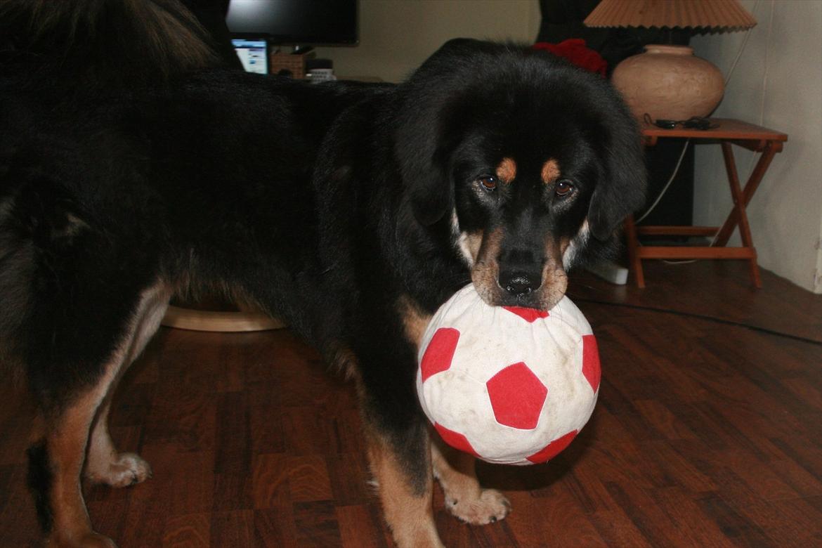 Tibetansk mastiff Rami billede 15