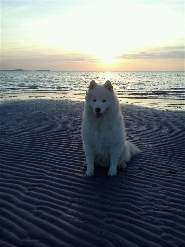 Samojedhund Stella billede 2