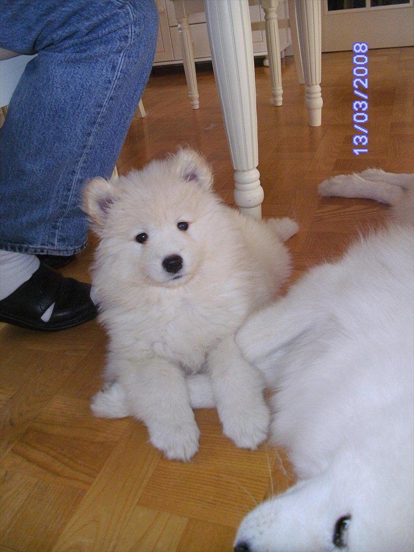 Samojedhund Stella billede 3