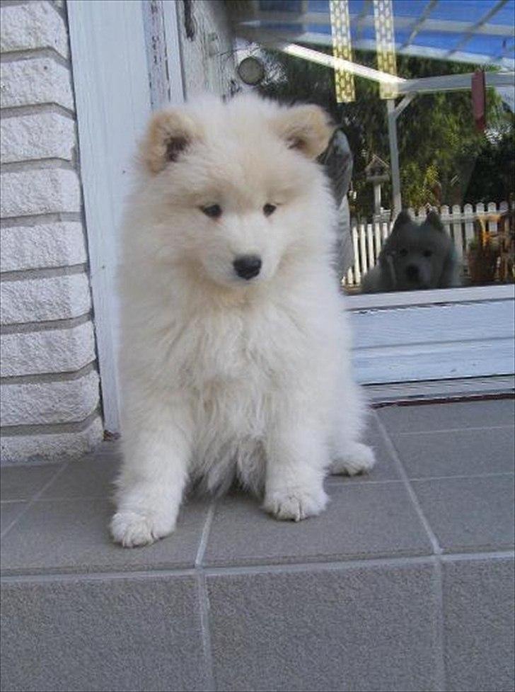 Samojedhund Stella billede 4