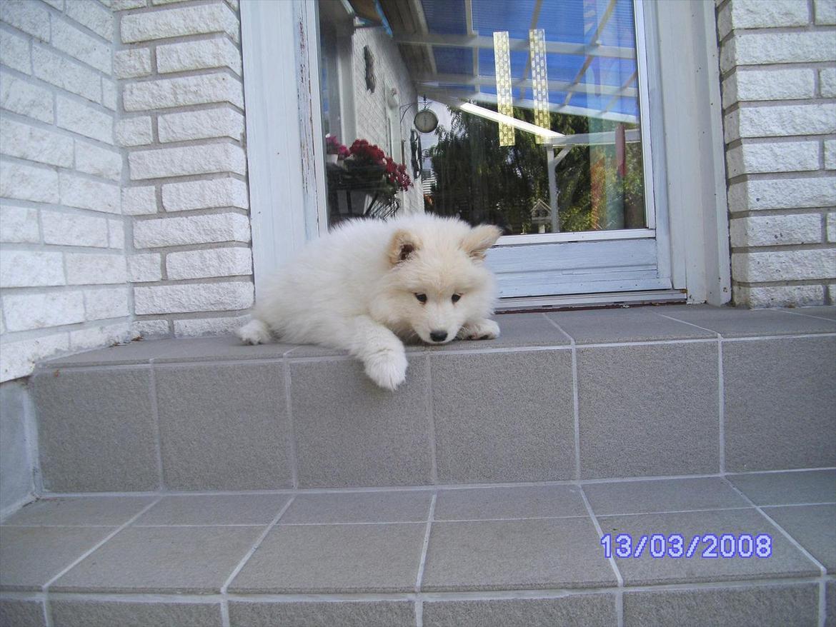 Samojedhund Stella billede 5