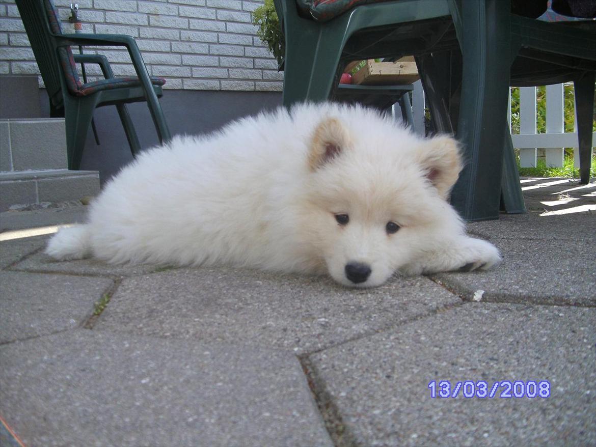 Samojedhund Stella billede 6