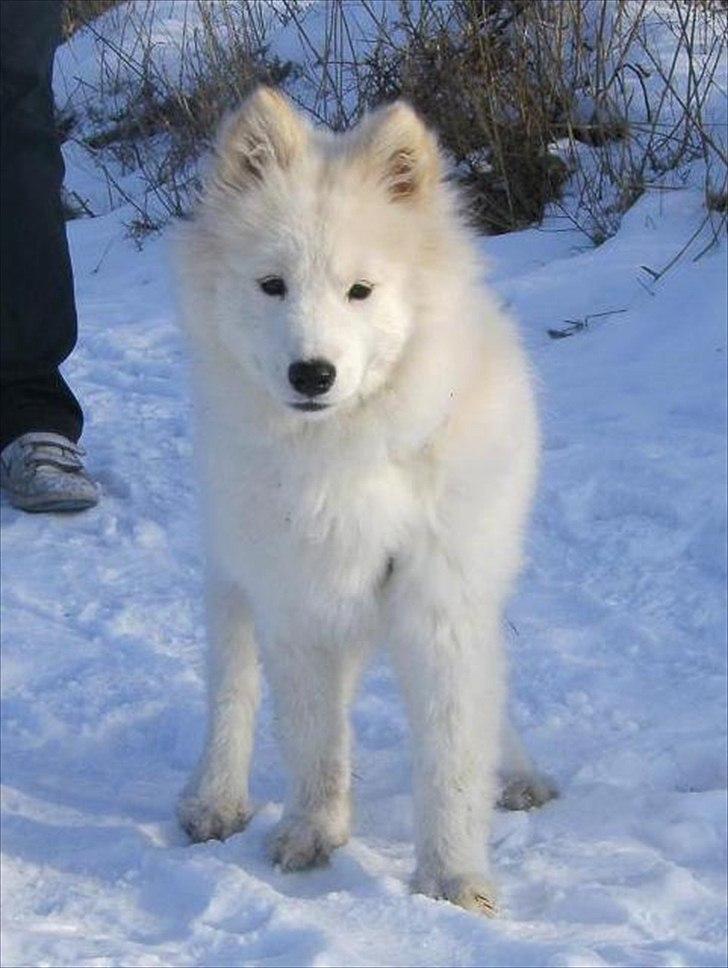 Samojedhund Stella billede 1