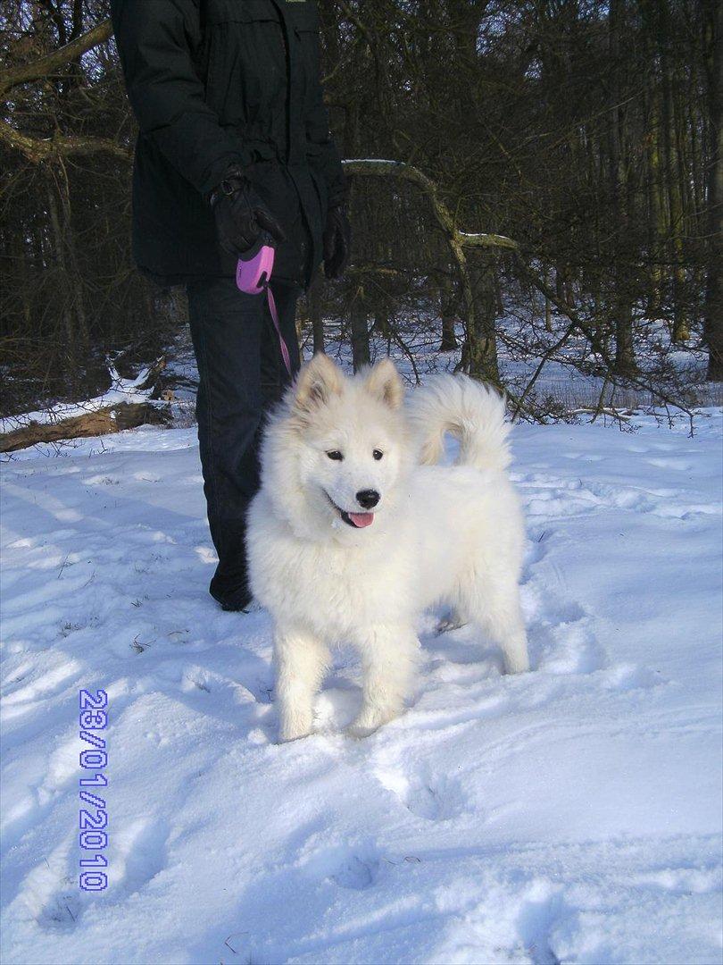 Samojedhund Stella billede 7