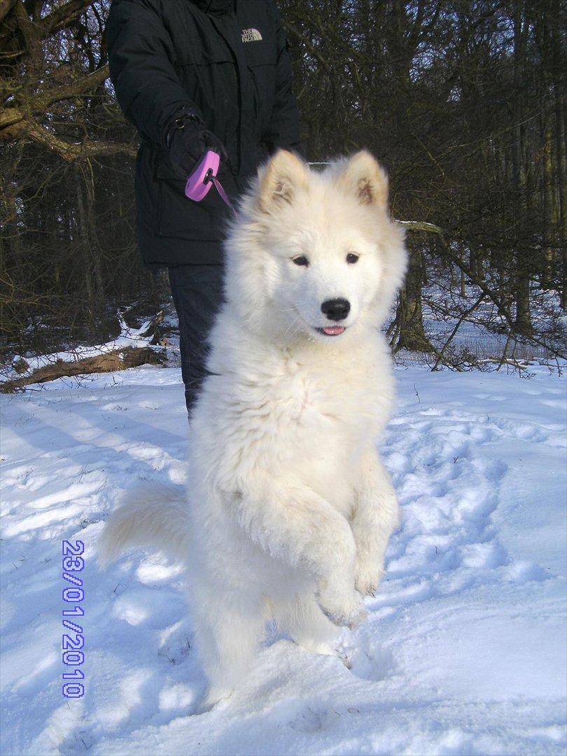 Samojedhund Stella billede 8