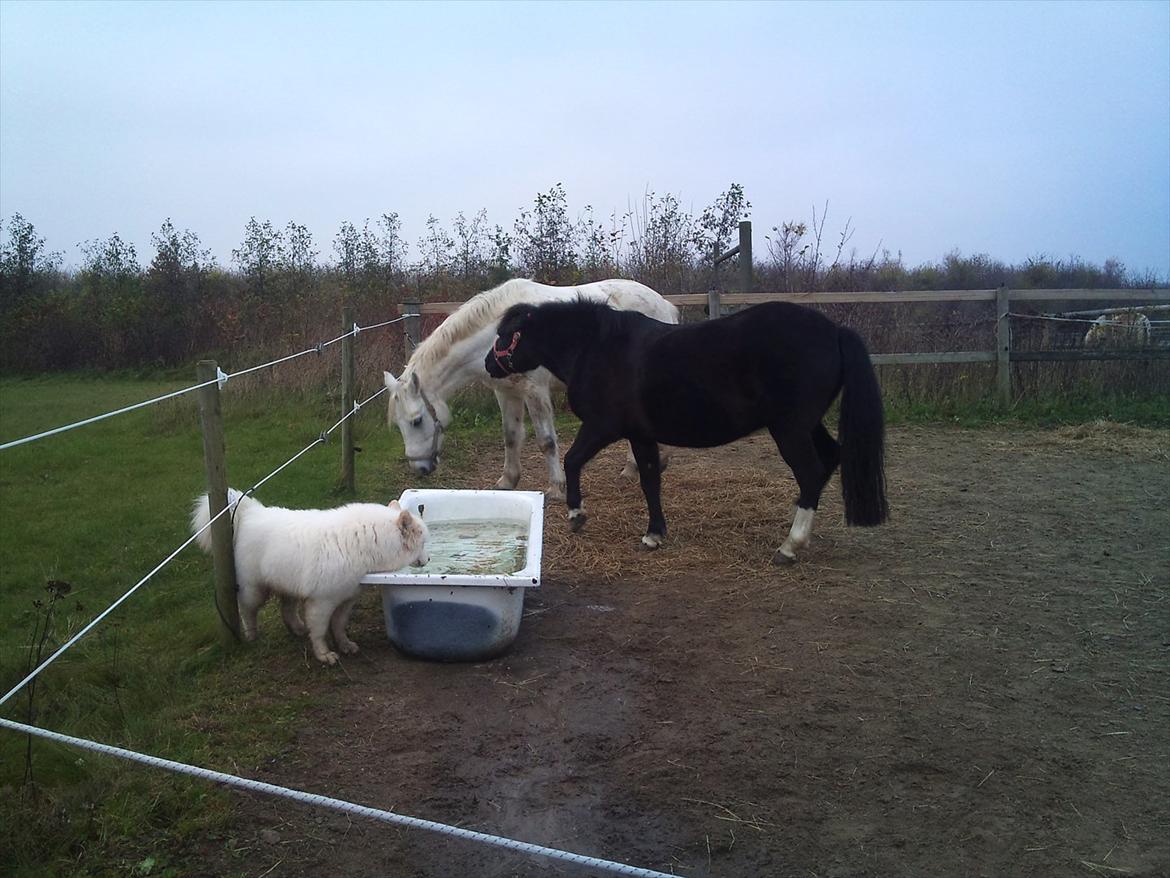 Samojedhund Stella billede 9