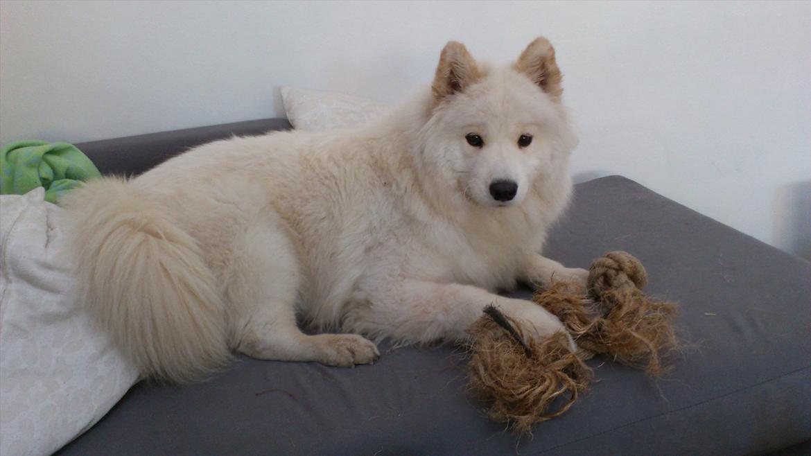 Samojedhund Stella billede 10