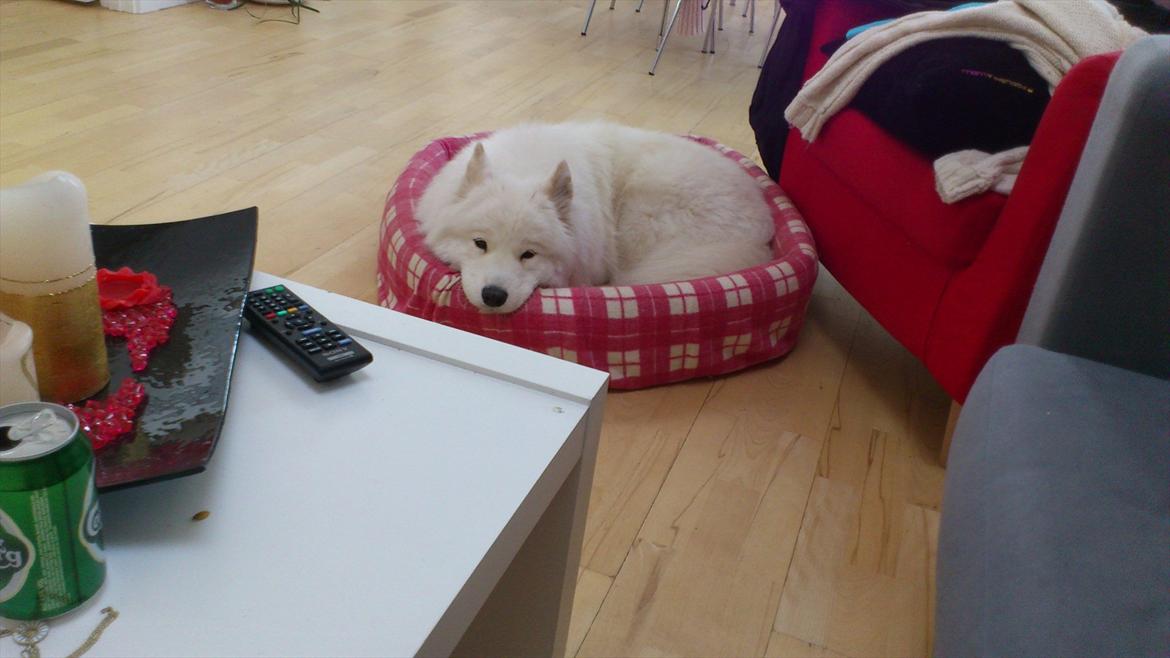 Samojedhund Stella billede 11