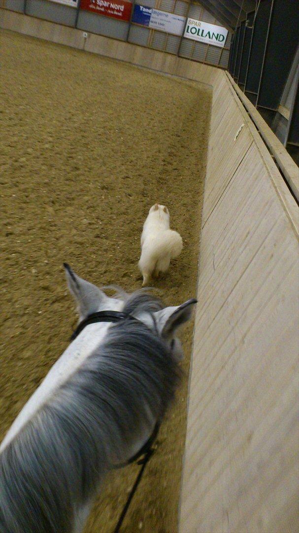 Samojedhund Stella billede 12