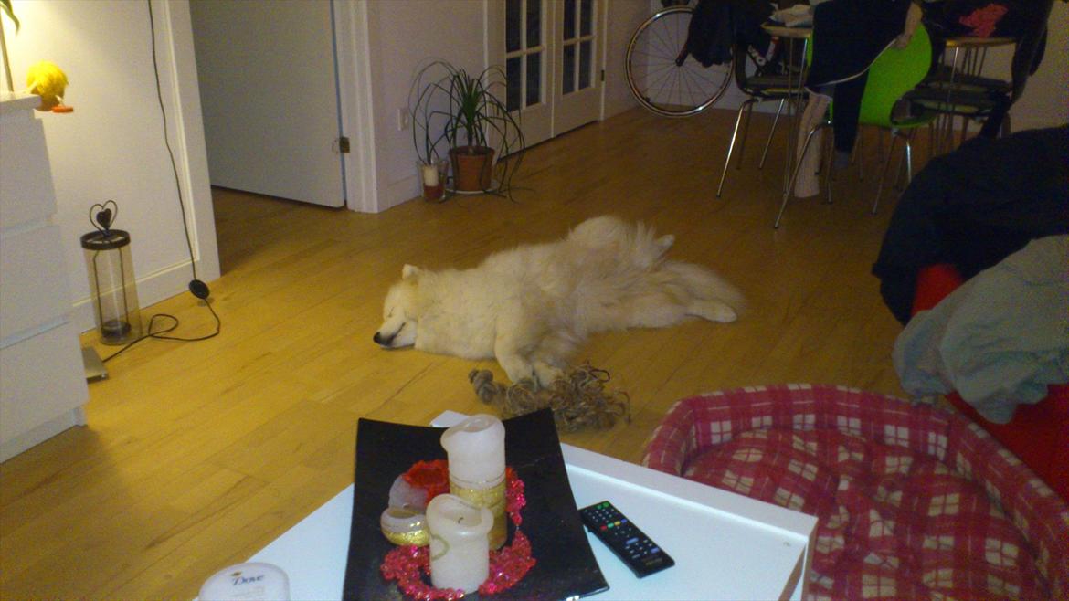 Samojedhund Stella billede 13