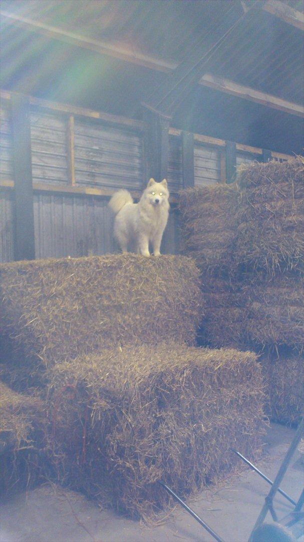 Samojedhund Stella billede 14