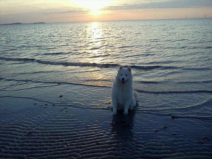 Samojedhund Stella billede 15