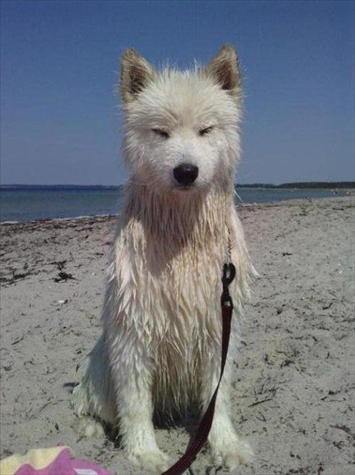 Samojedhund Stella billede 16