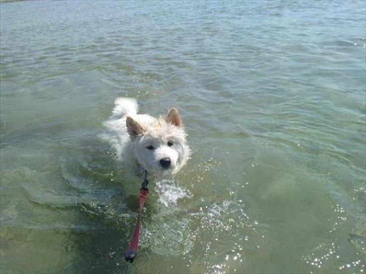 Samojedhund Stella billede 17