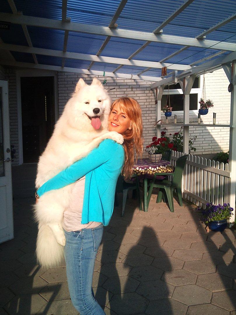 Samojedhund Stella billede 18