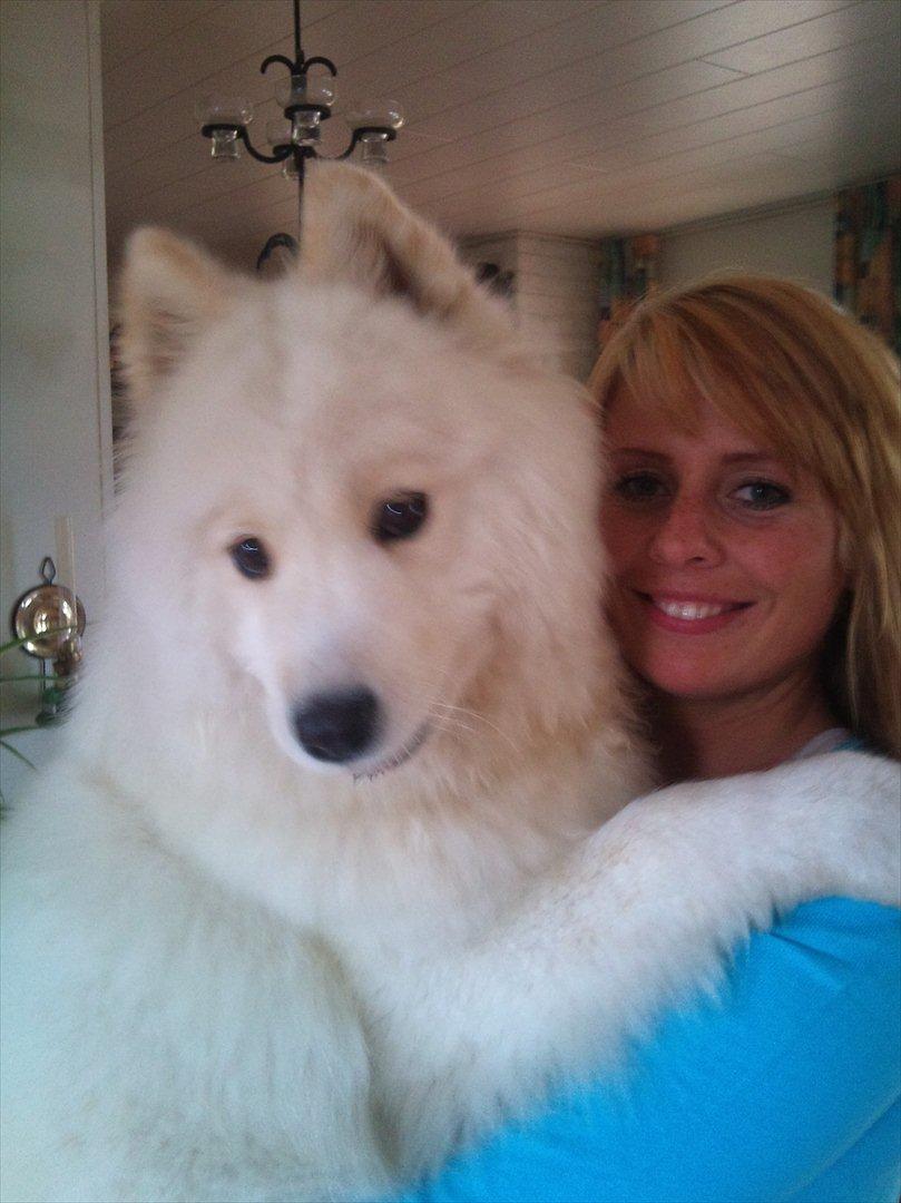 Samojedhund Stella billede 19