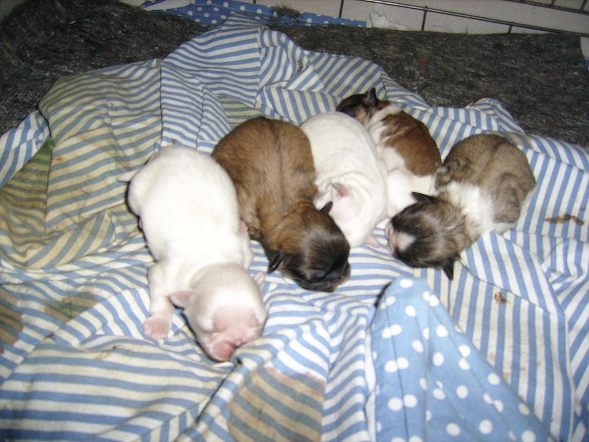 Pekingeser Charlie - Det er mig der ligger til venstre... billede 7